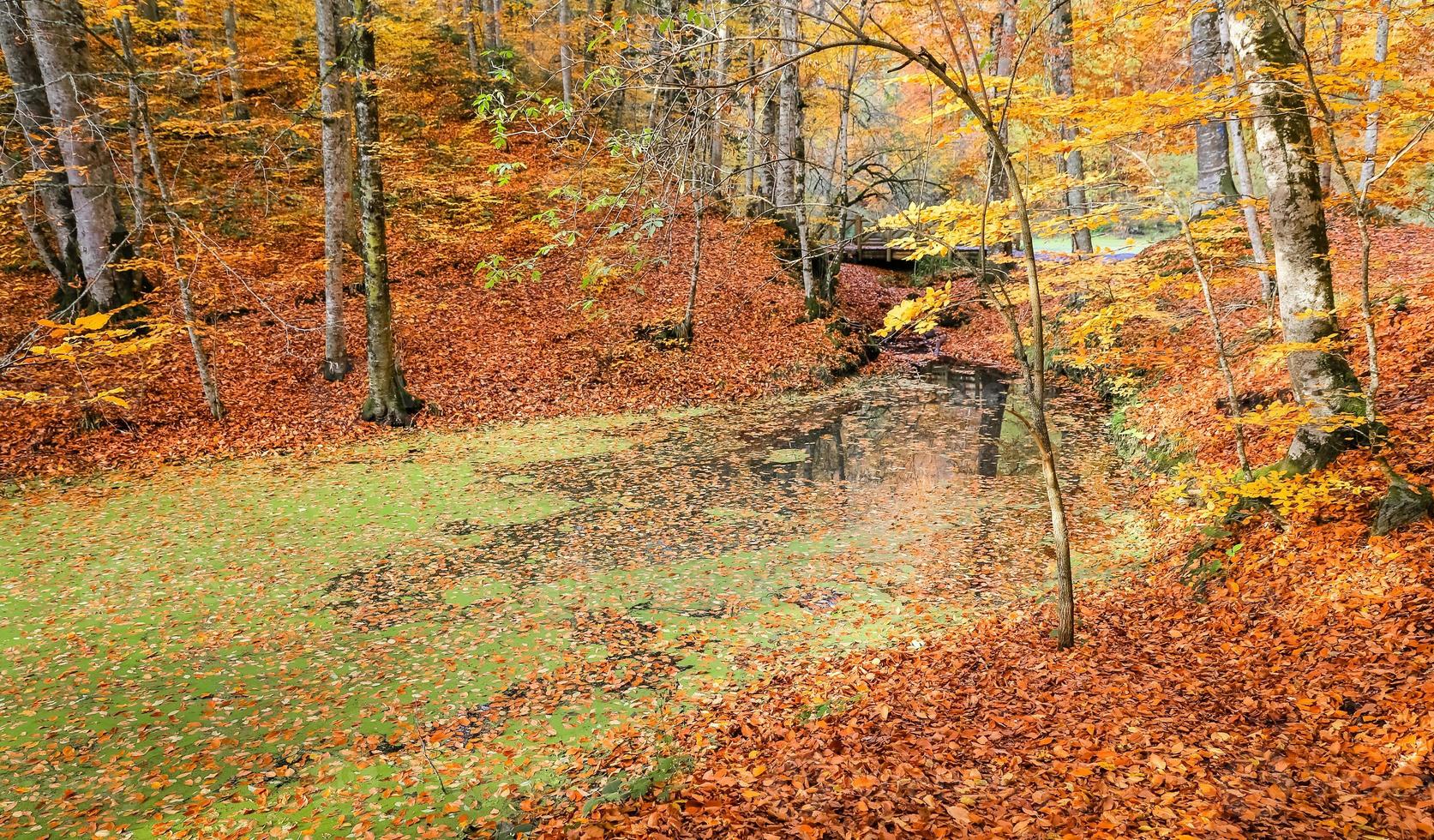 lac sazli dans le parc national de yedigoller, turquie photo