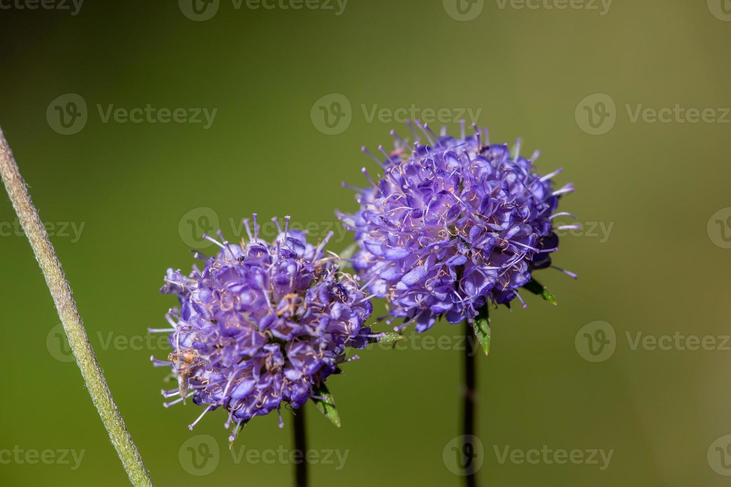 globe chardon fleurs sauvages macro photographie en été. paire de fleurs de champ violet echinops sur fond vert en journée ensoleillée gros plan photo. photo