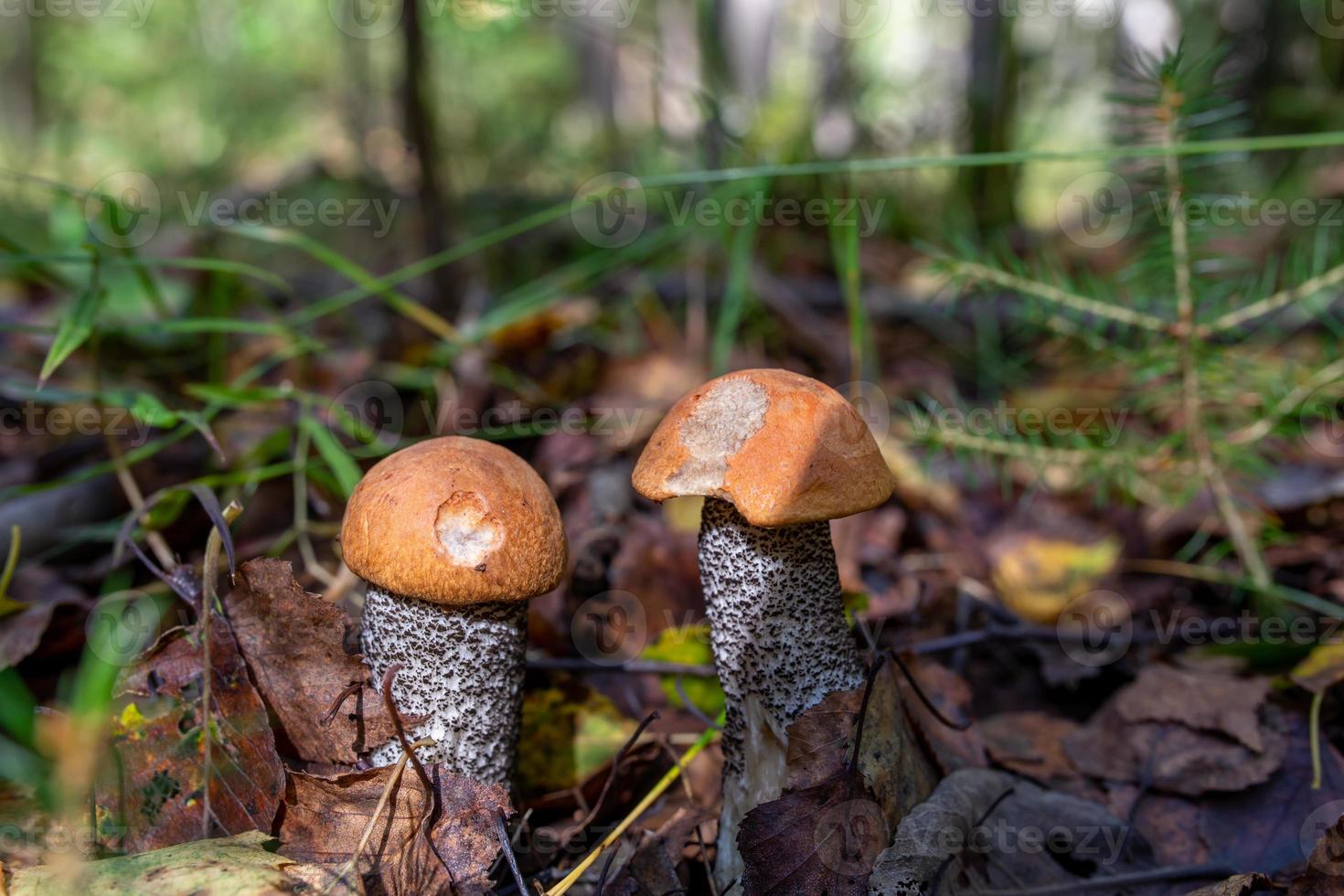 une paire de cèpes dans la forêt d'automne sur une photo de gros plan de journée ensoleillée. deux champignons à capuchon orange sur la photographie macro du soleil.