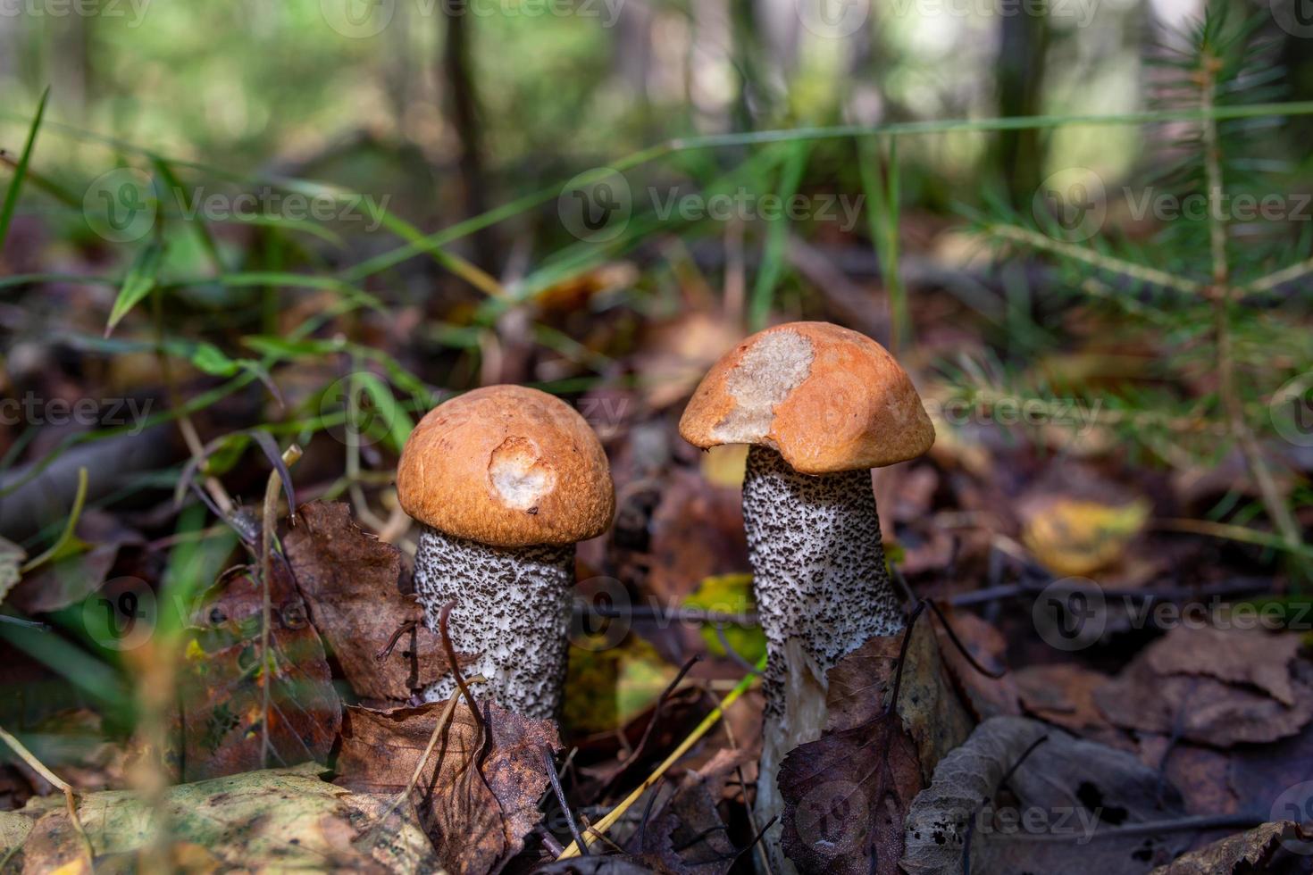 une paire de cèpes dans la forêt d'automne sur une photo de gros plan de journée ensoleillée. deux champignons à capuchon orange sur la photographie macro du soleil.