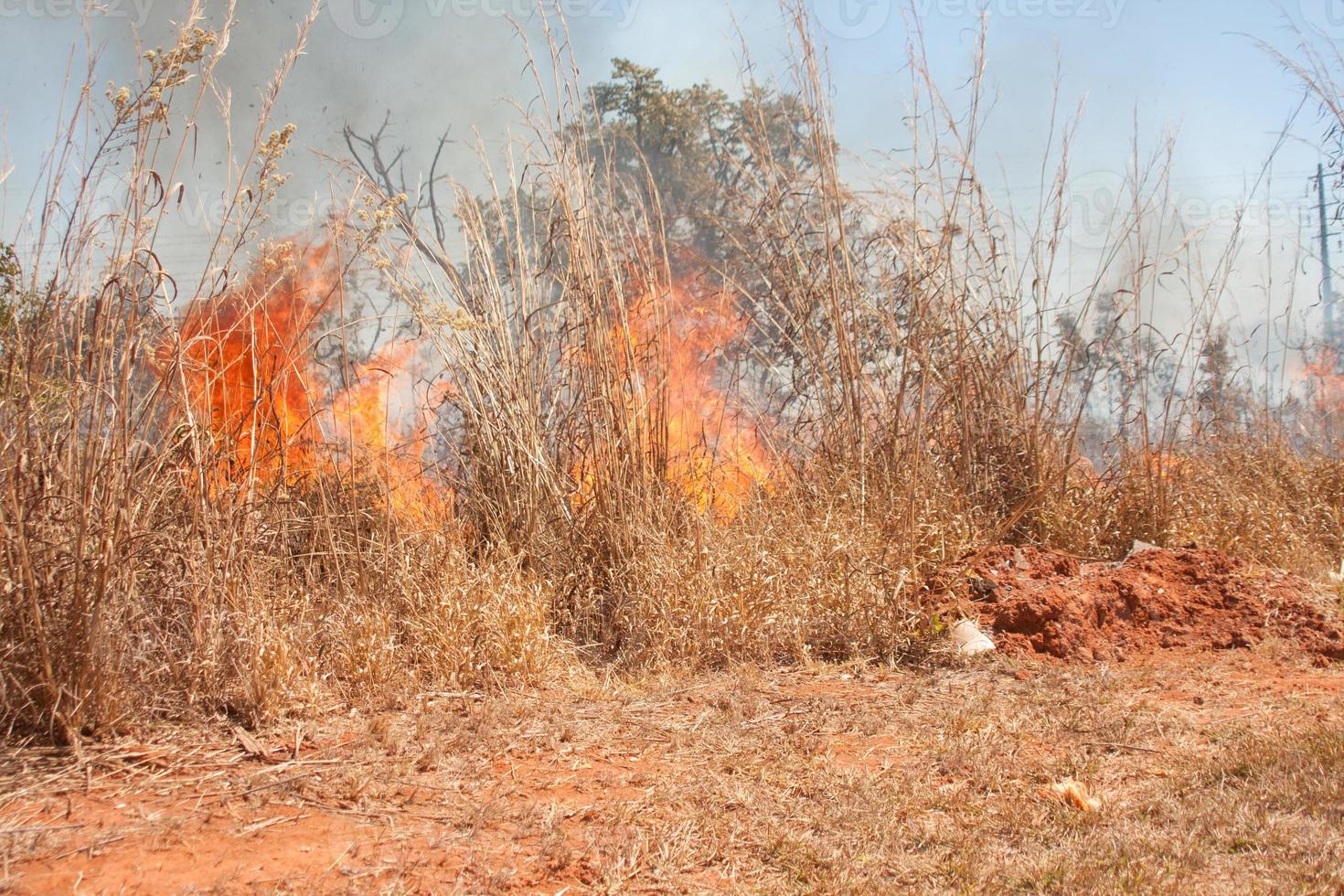 un feu de broussailles près de la réserve indienne karriri-xoco et tuxa dans la partie nord-ouest de brasilia, brésil photo