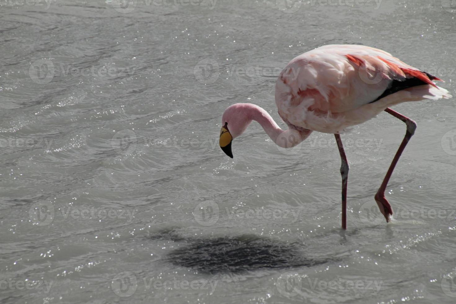 flamants roses sauvages dans un lac à salar de uyuni, bolivie photo