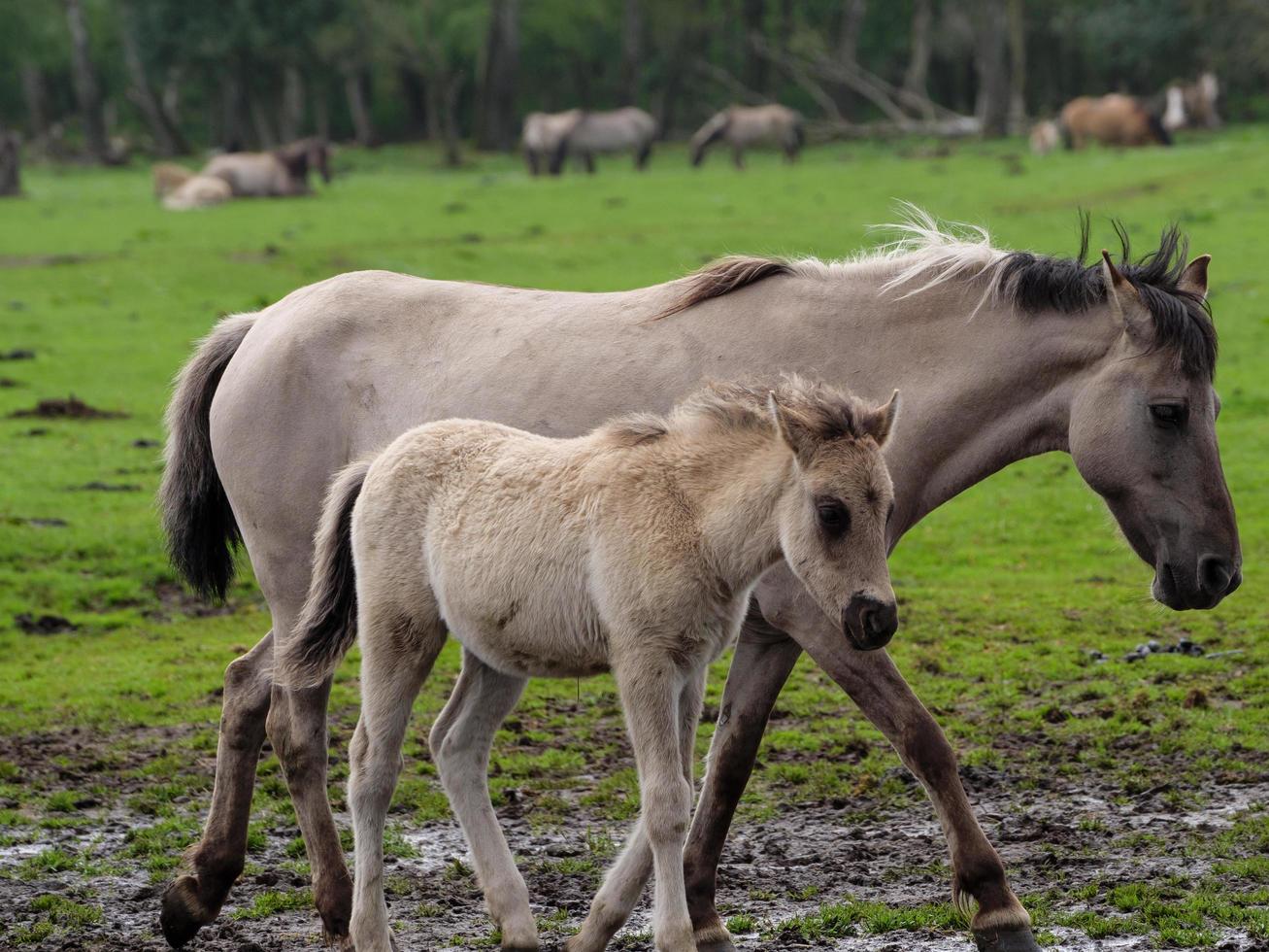 chevaux sauvages en westphalie photo