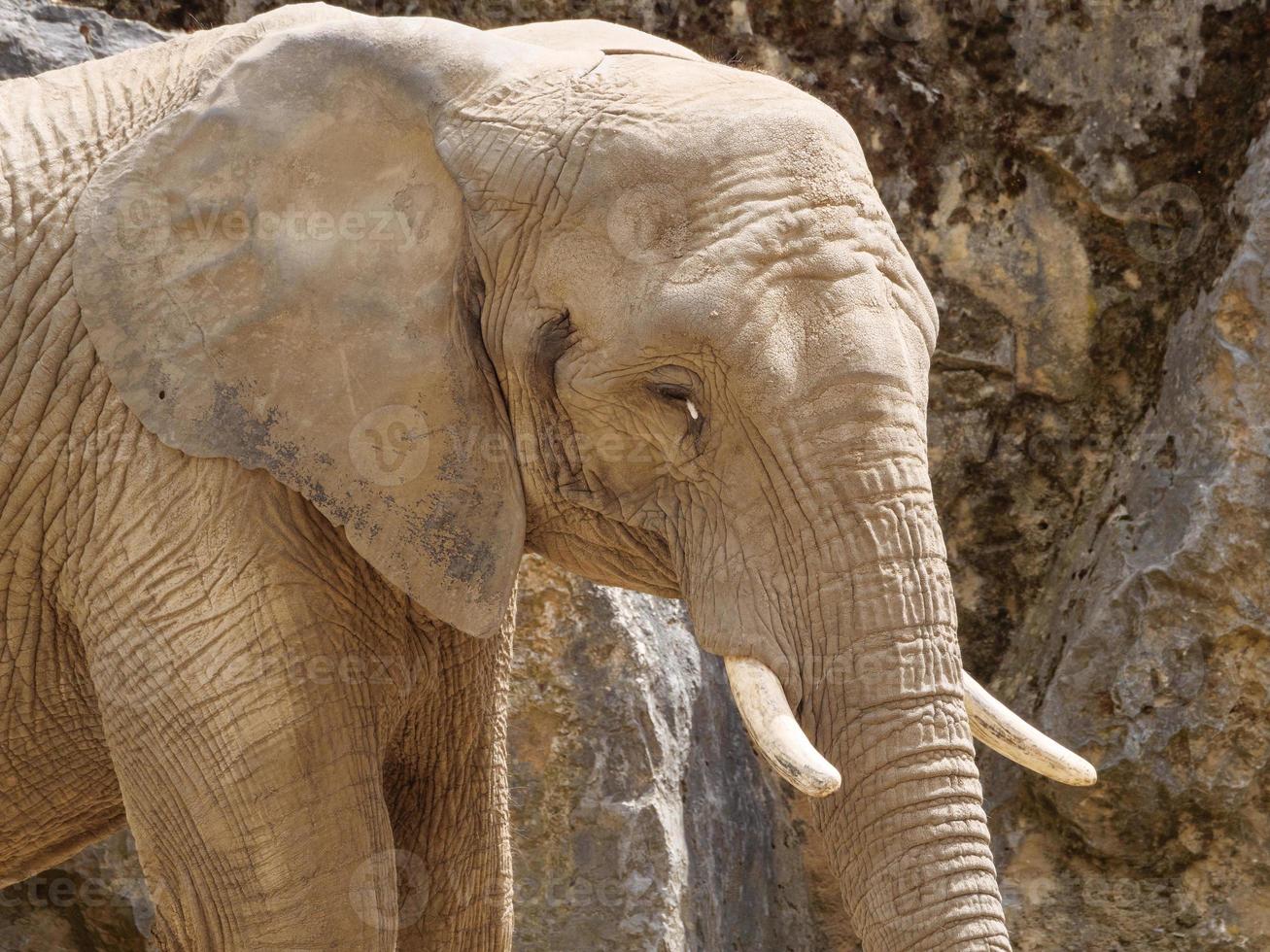 animaux du zoo photo