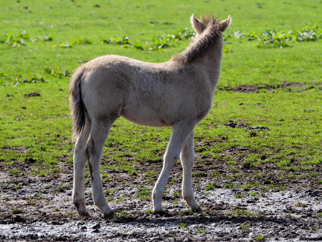 chevaux sauvages en westphalie photo