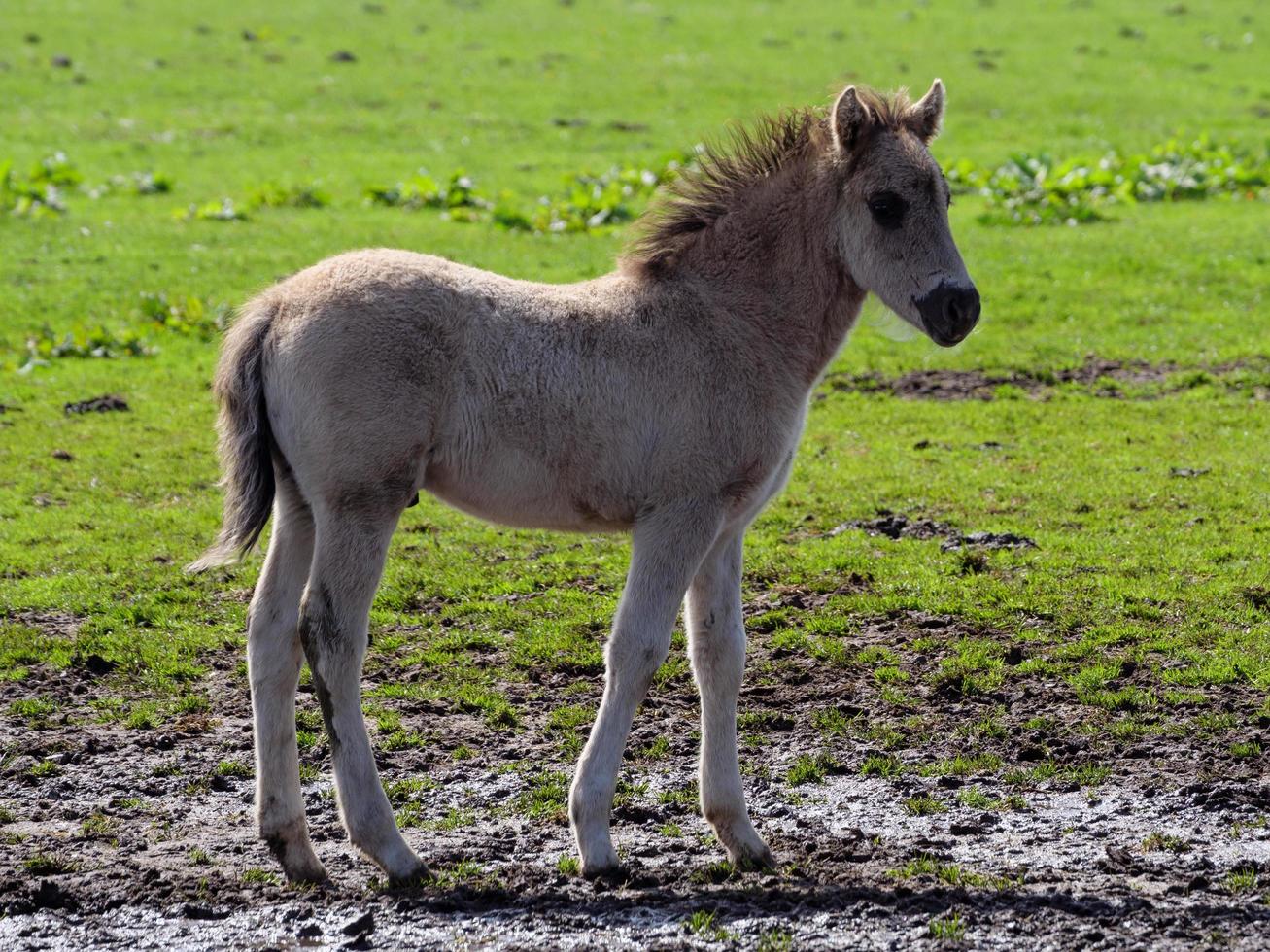 chevaux sauvages en westphalie photo