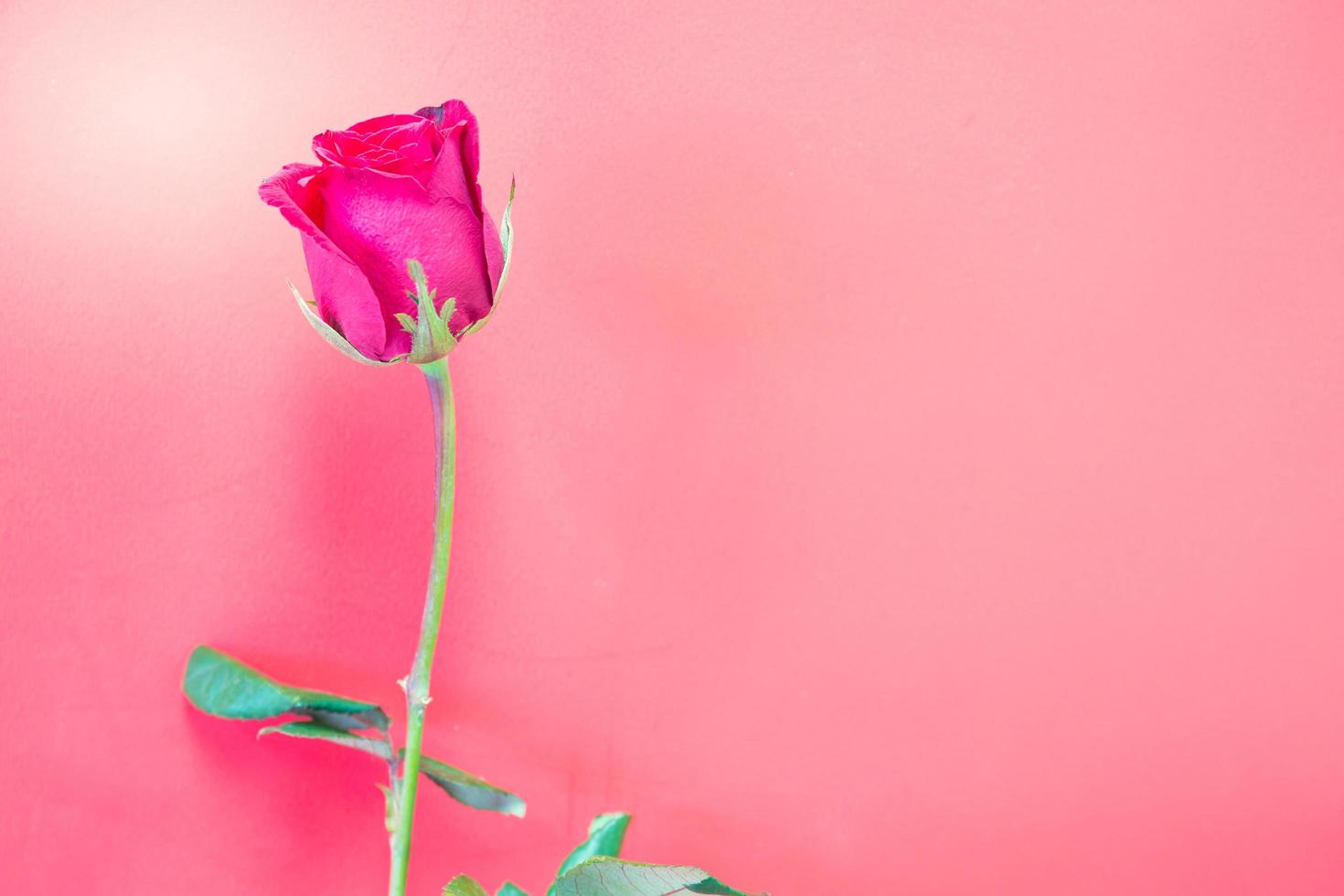 Rose rouge isolé sur fond de mur doux soft focus dans un style vintage photo