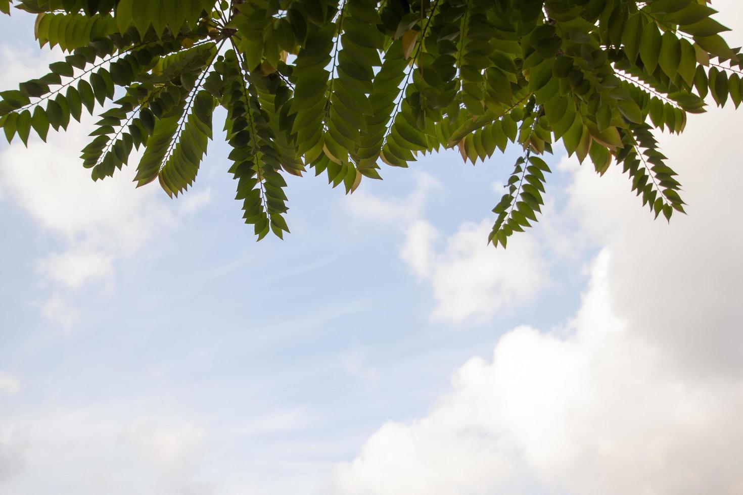 feuille de groseille à maquereau étoilée ou phyllanthus acidus sur fond de nuage blanc et de ciel bleu. photo