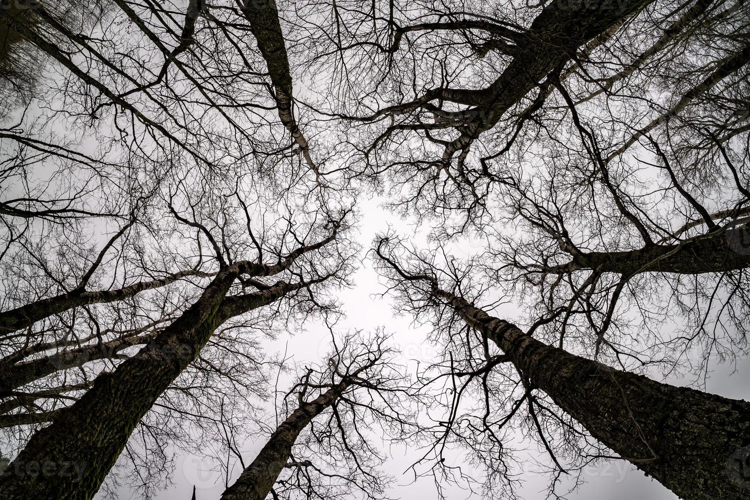 couronnes nues et branches maladroites d'énormes chênes poussant dans le ciel gris pâle photo