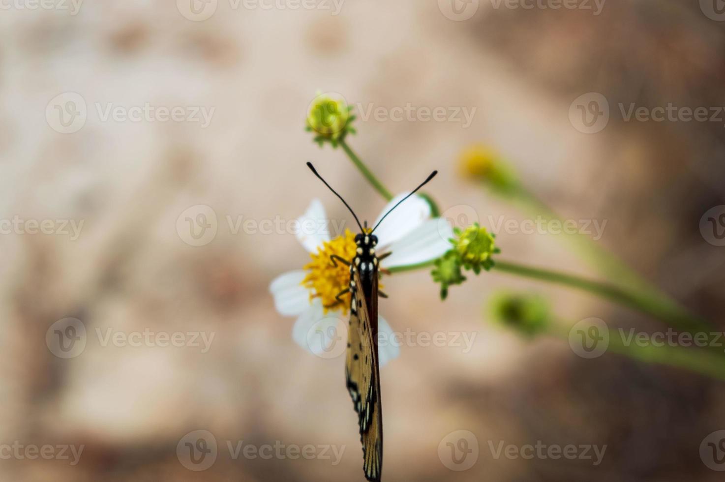 le papillon acraea terpsicore perché sur une fleur bidens pilosa photo