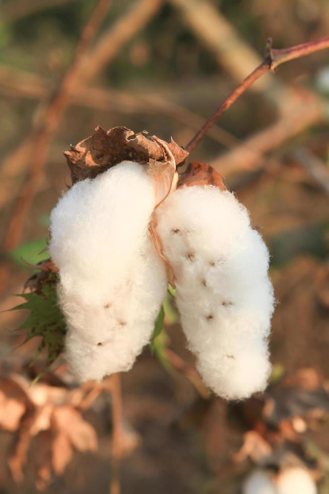 gros plan de coton mûr sur une branche photo