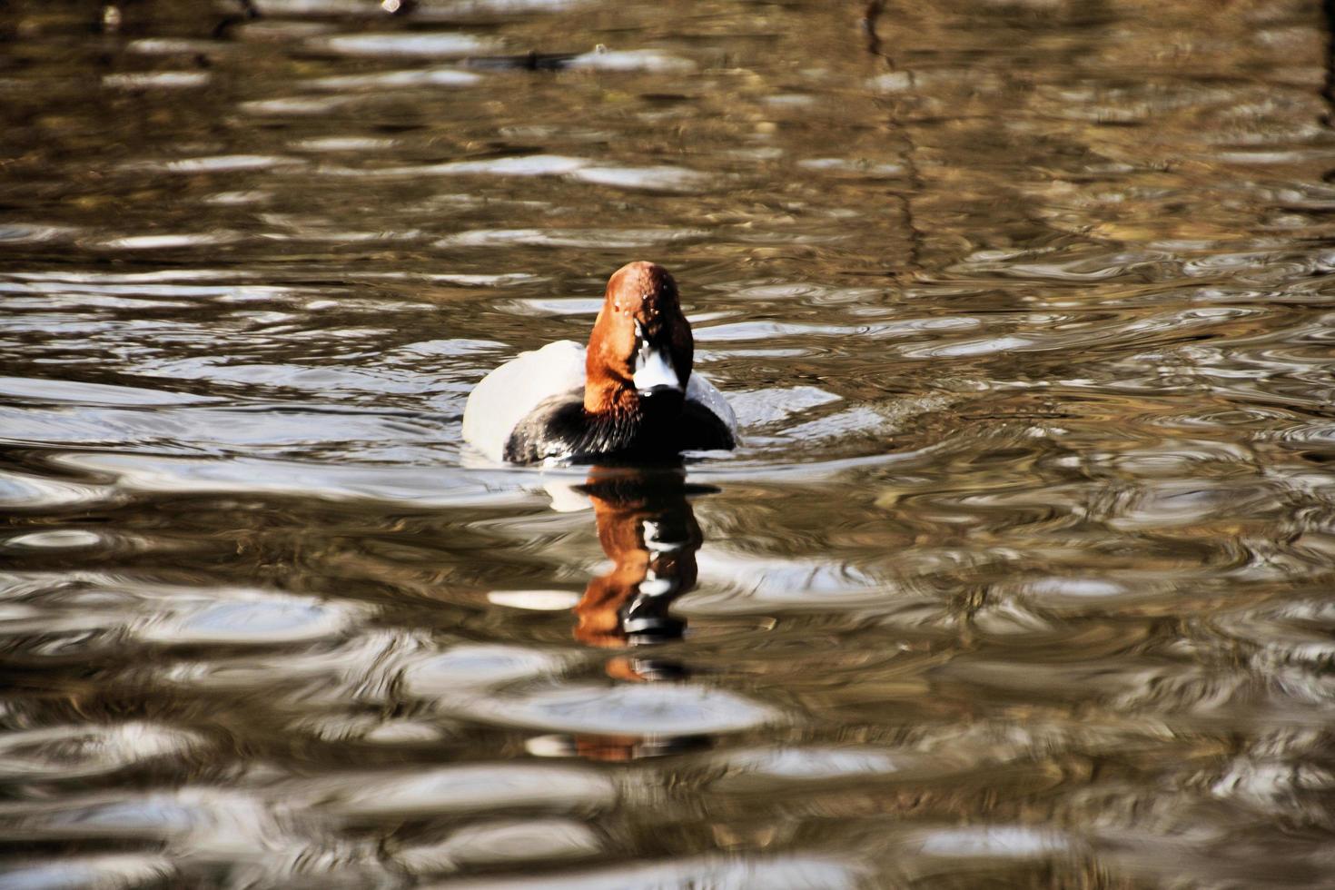 une vue d'un canard à dos de toile photo