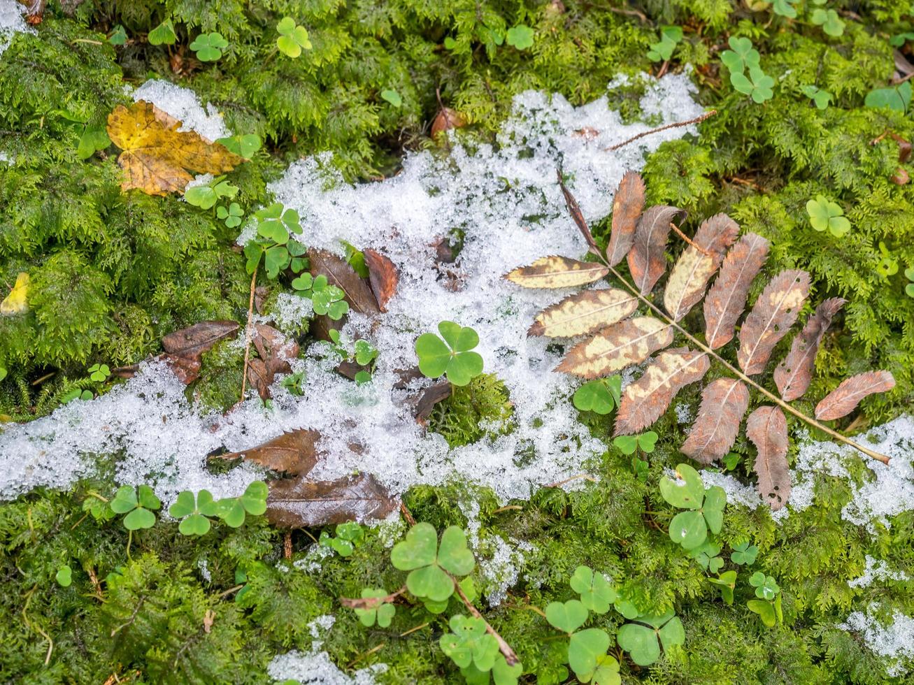 neige dans la pinède photo