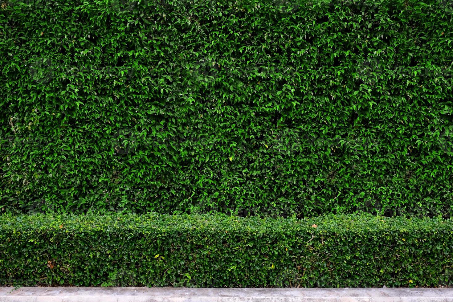 fond de mur de clôture végétale photo