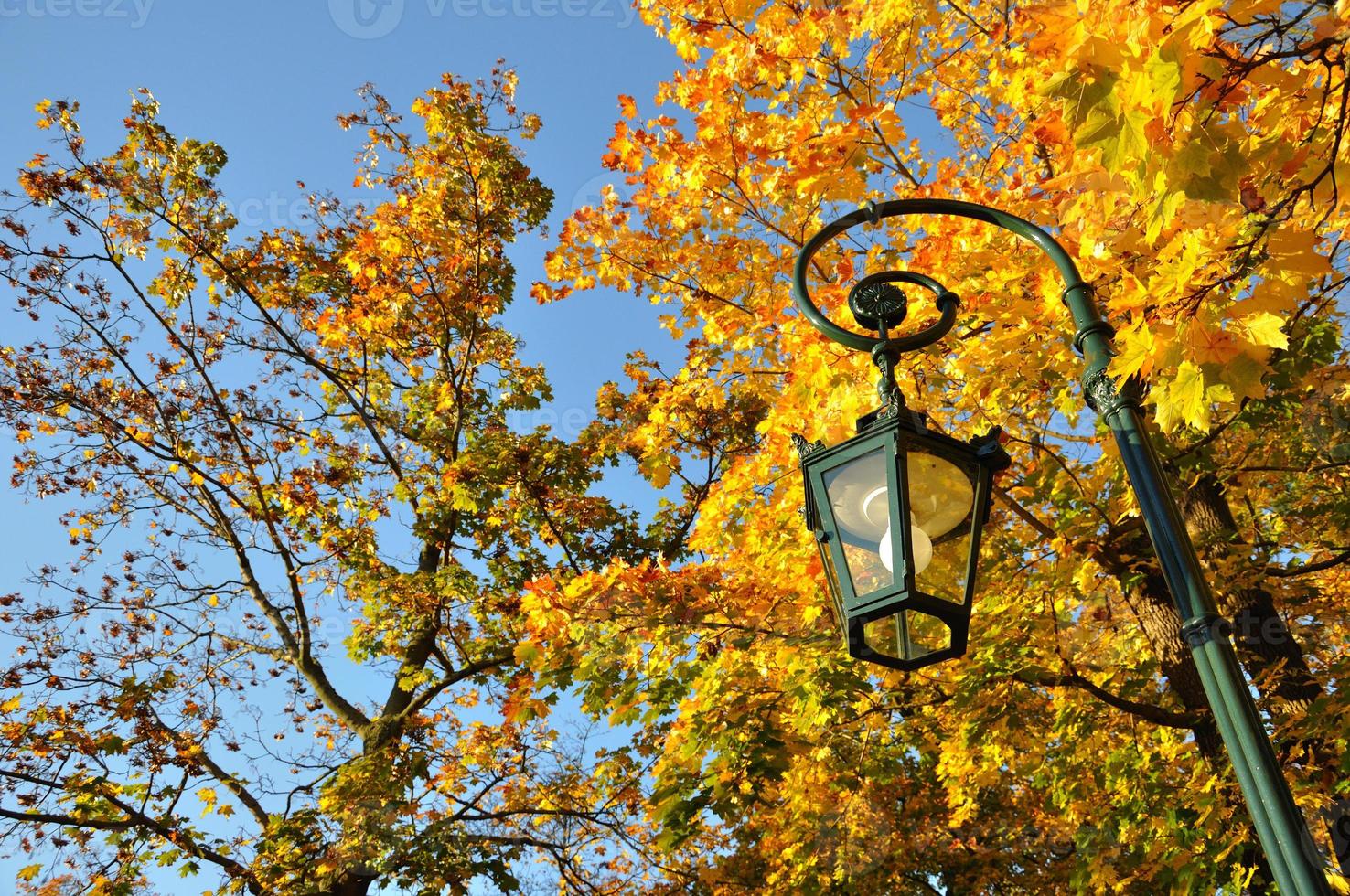 Pied de lampe, forêt d'érable jaune avec ciel bleu à Fulda, Hessen, photo