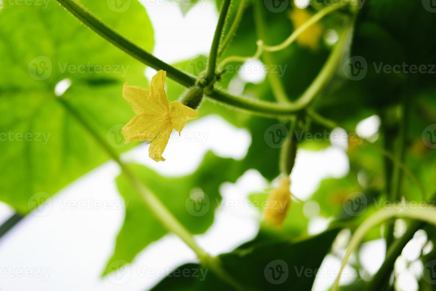 vrilles de fleurs et fruits de concombres poussant dans une serre photo