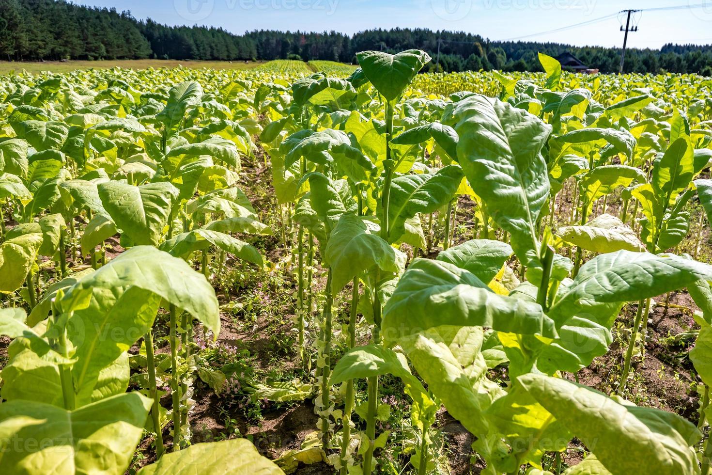 plantation de champs de tabac sous un ciel bleu avec de grandes feuilles vertes photo