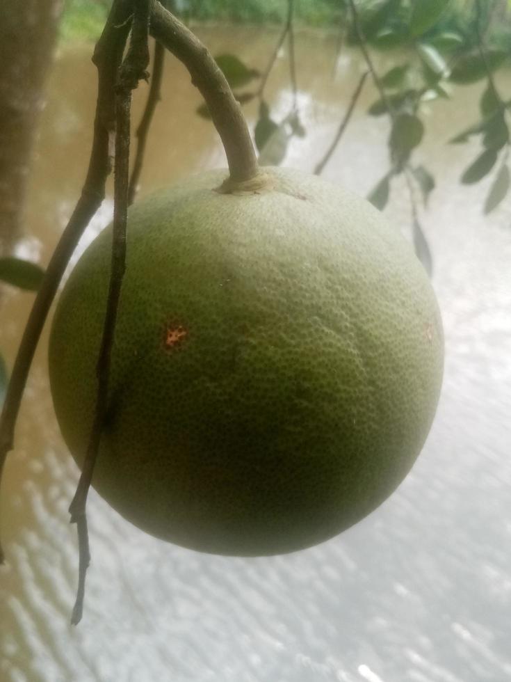 pomelo, papier peint, beauté nature photo