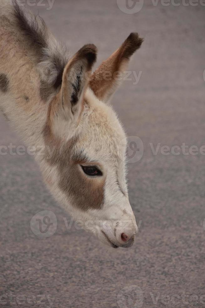 profil latéral d'un bébé burro tacheté photo