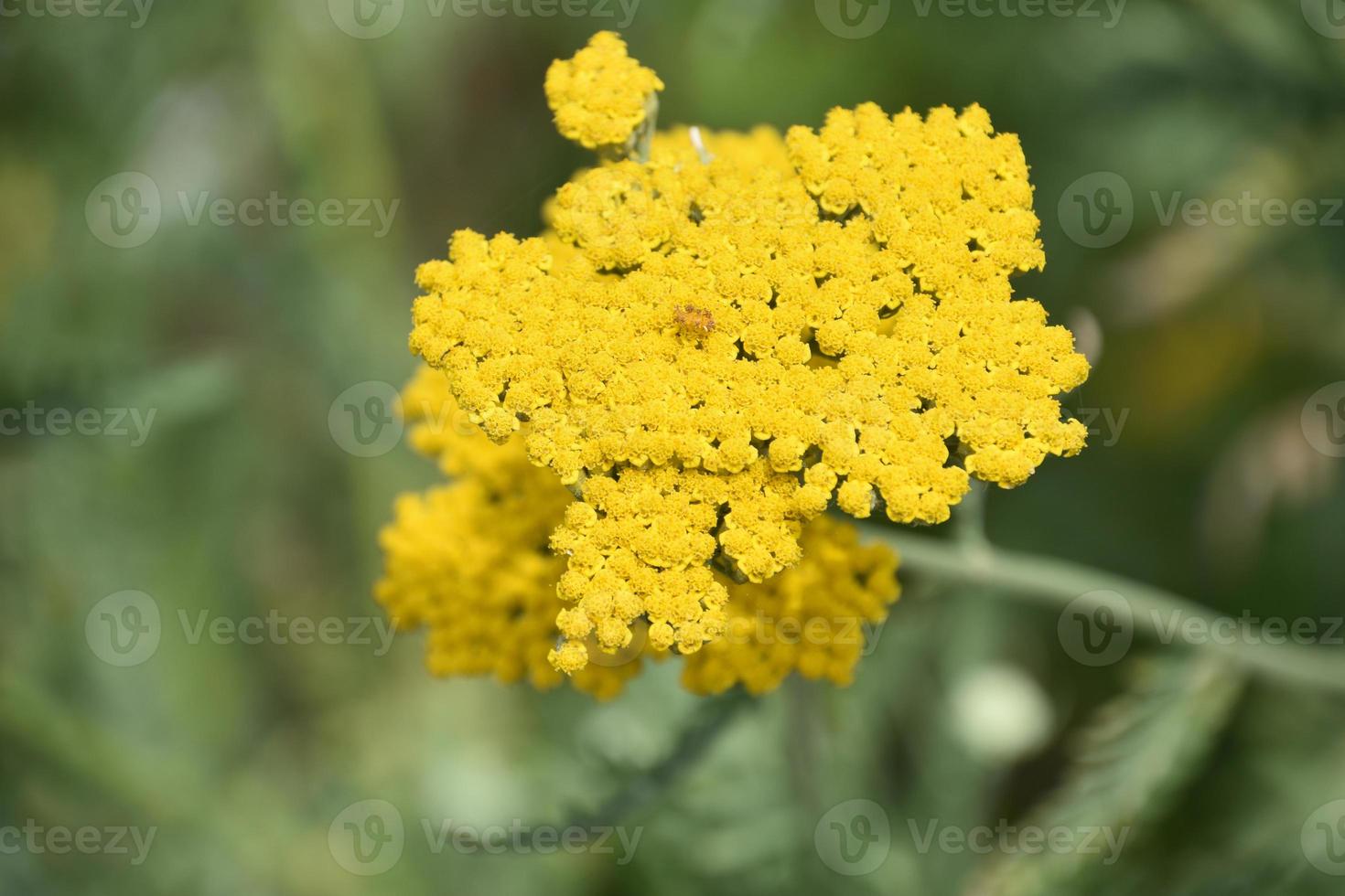 Achillée millefeuille jaune à fleurs à l'état sauvage photo