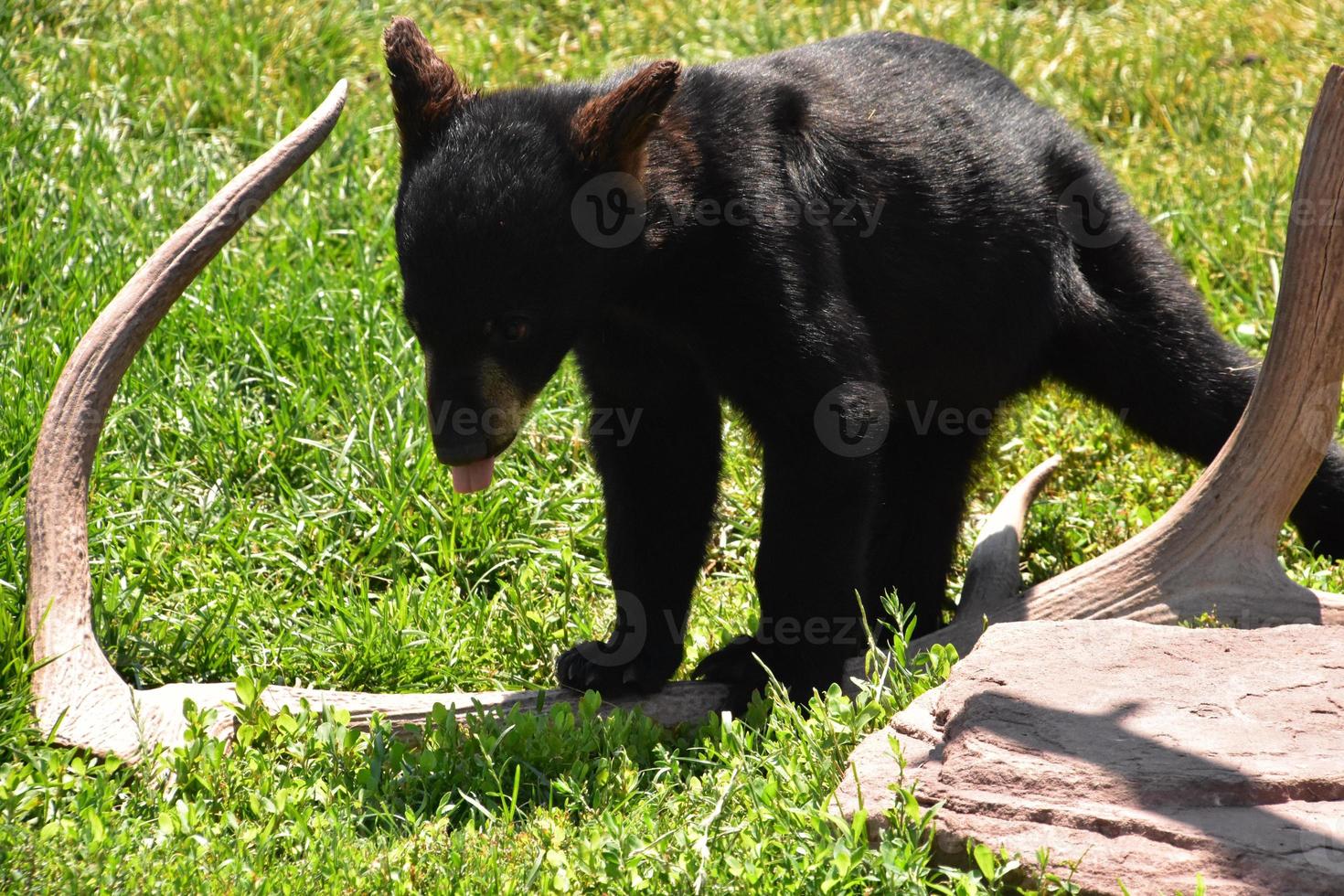 mignon bébé ours noir avec sa langue tirée photo