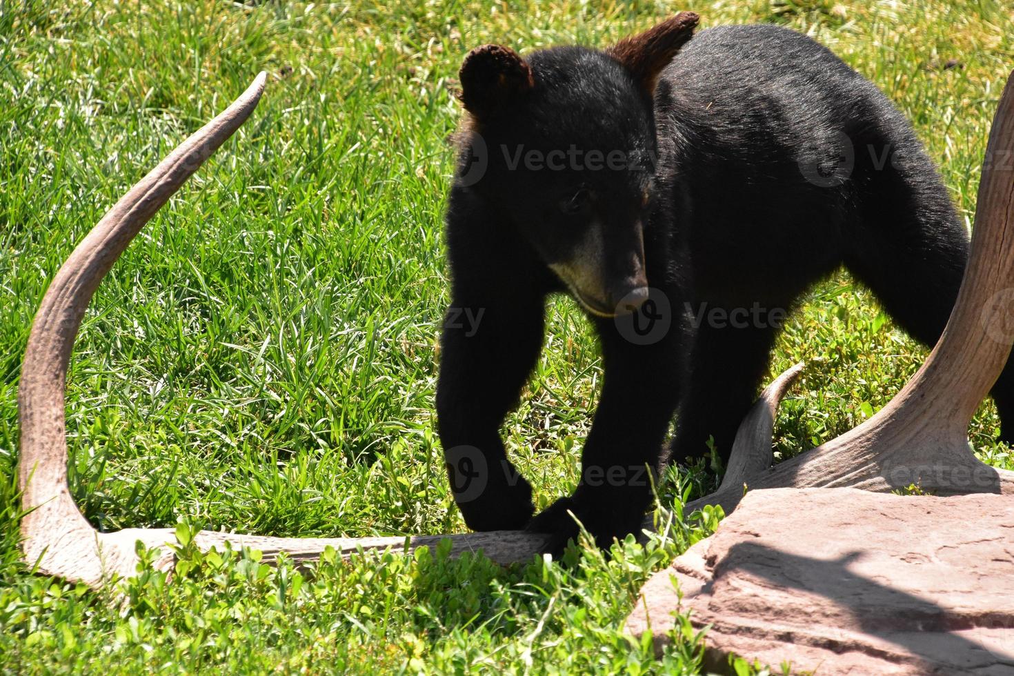 bébé ourson noir jouant avec un bois photo