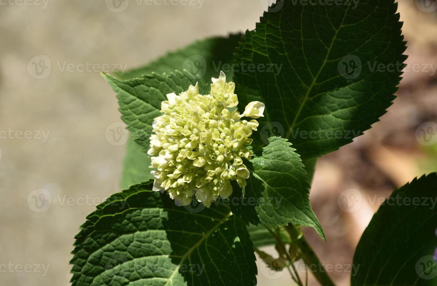 buisson d'hortensia blanc bourgeonnant et fleurissant en été photo