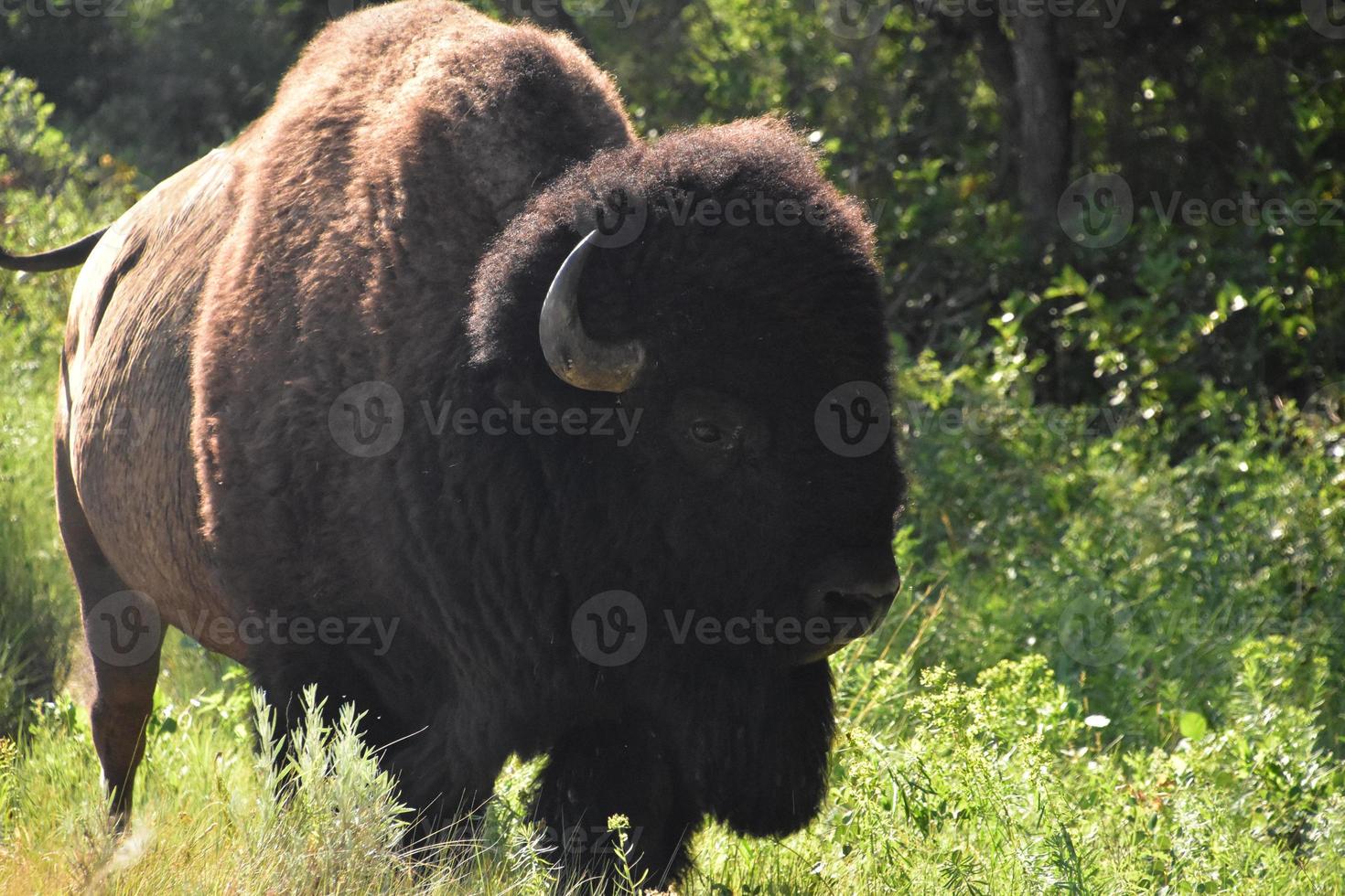 bison sauvage errant au bord d'un paysage boisé photo