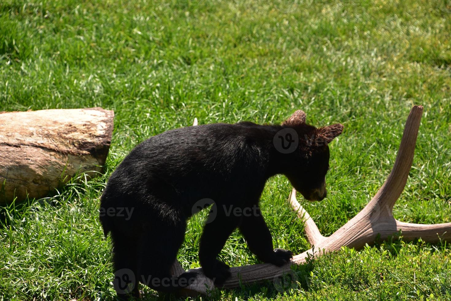 ourson noir marchant sur un bois de cerf photo