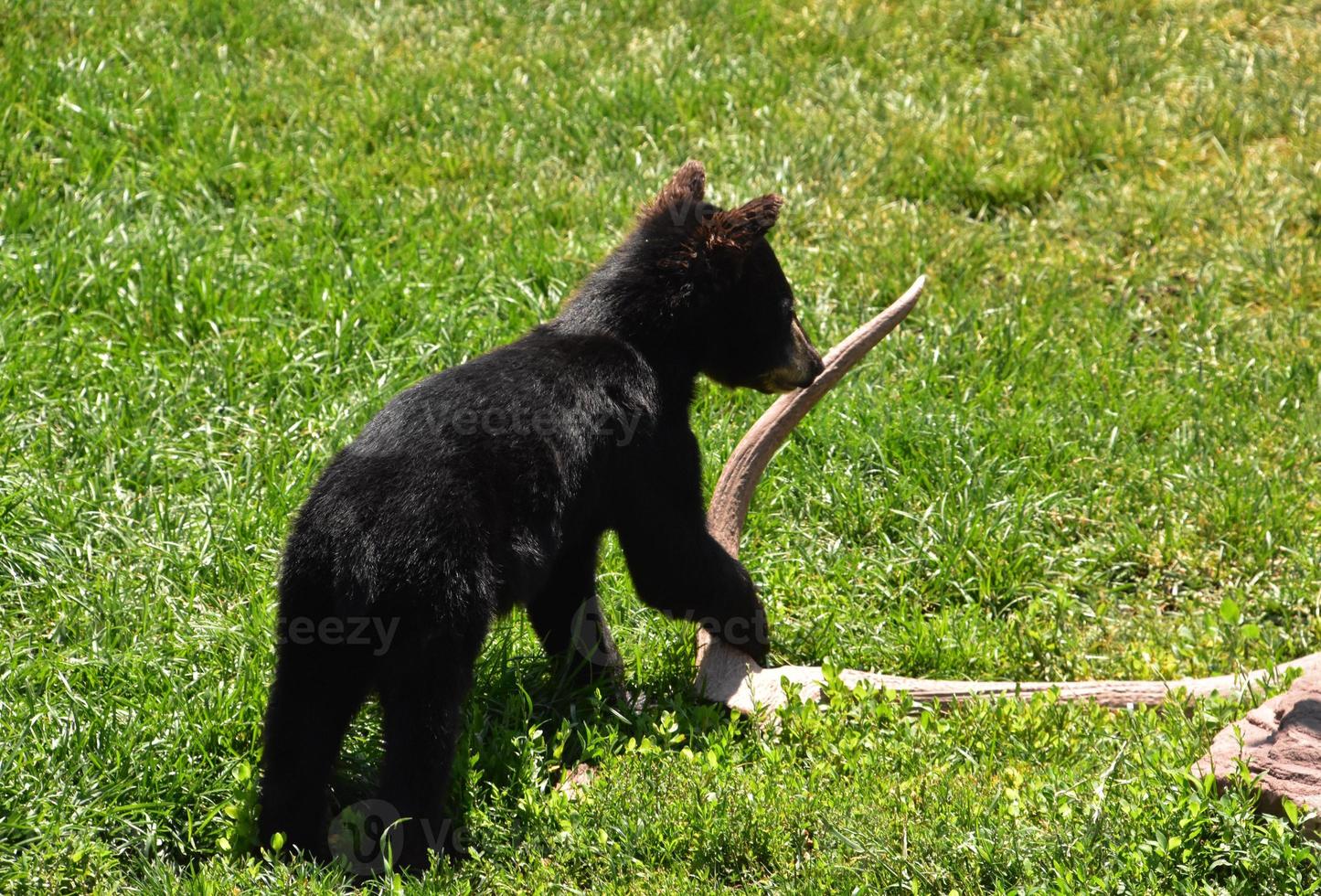 bébé ourson noir jouant dans l'herbe photo