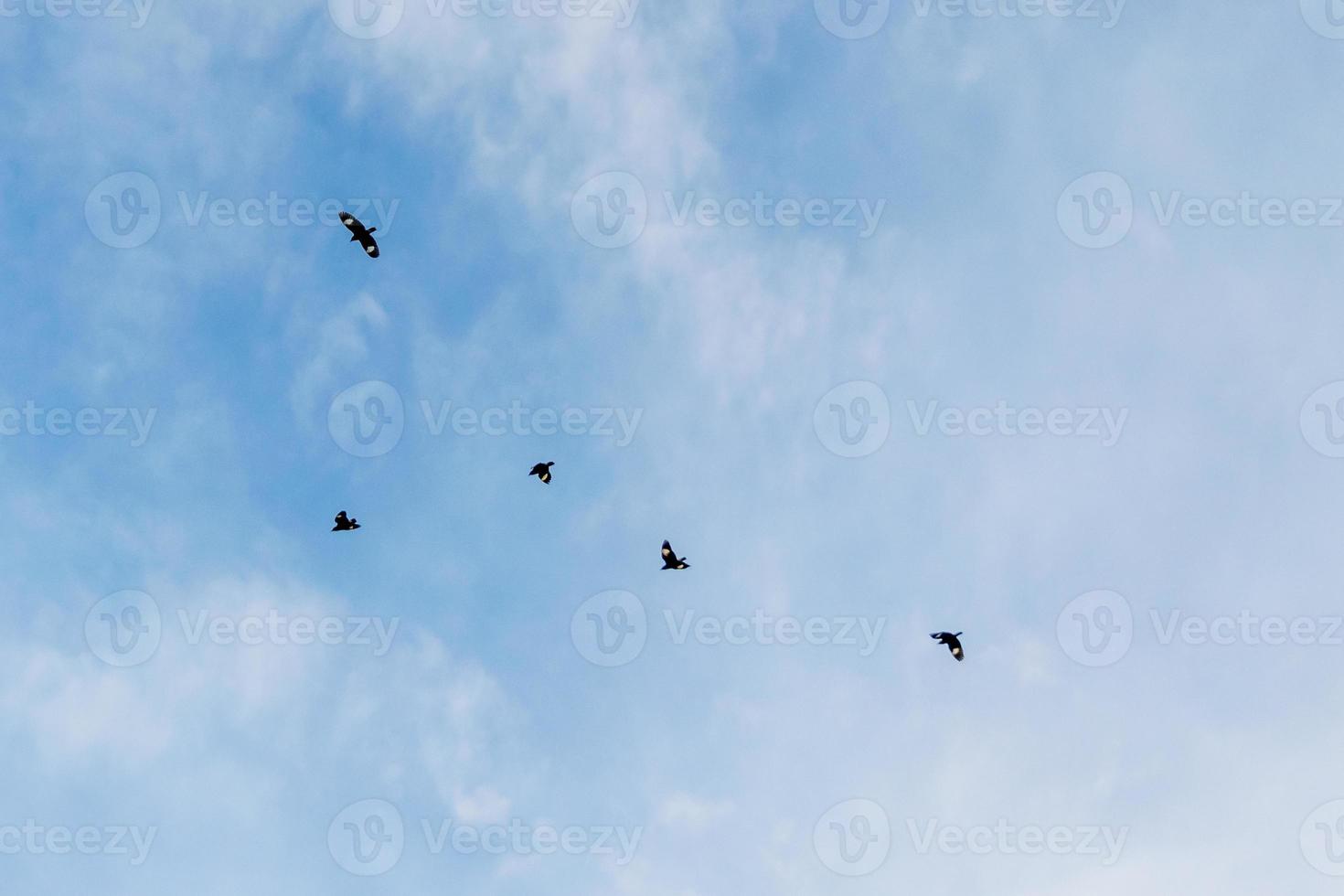 oiseaux volant dans le ciel bleu photo