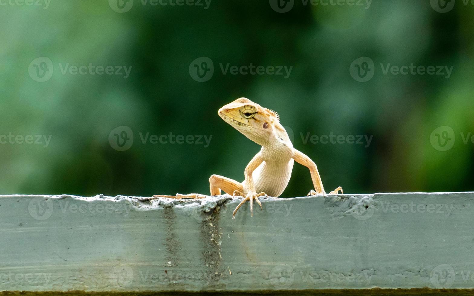 caméléon assis sur le mur photo