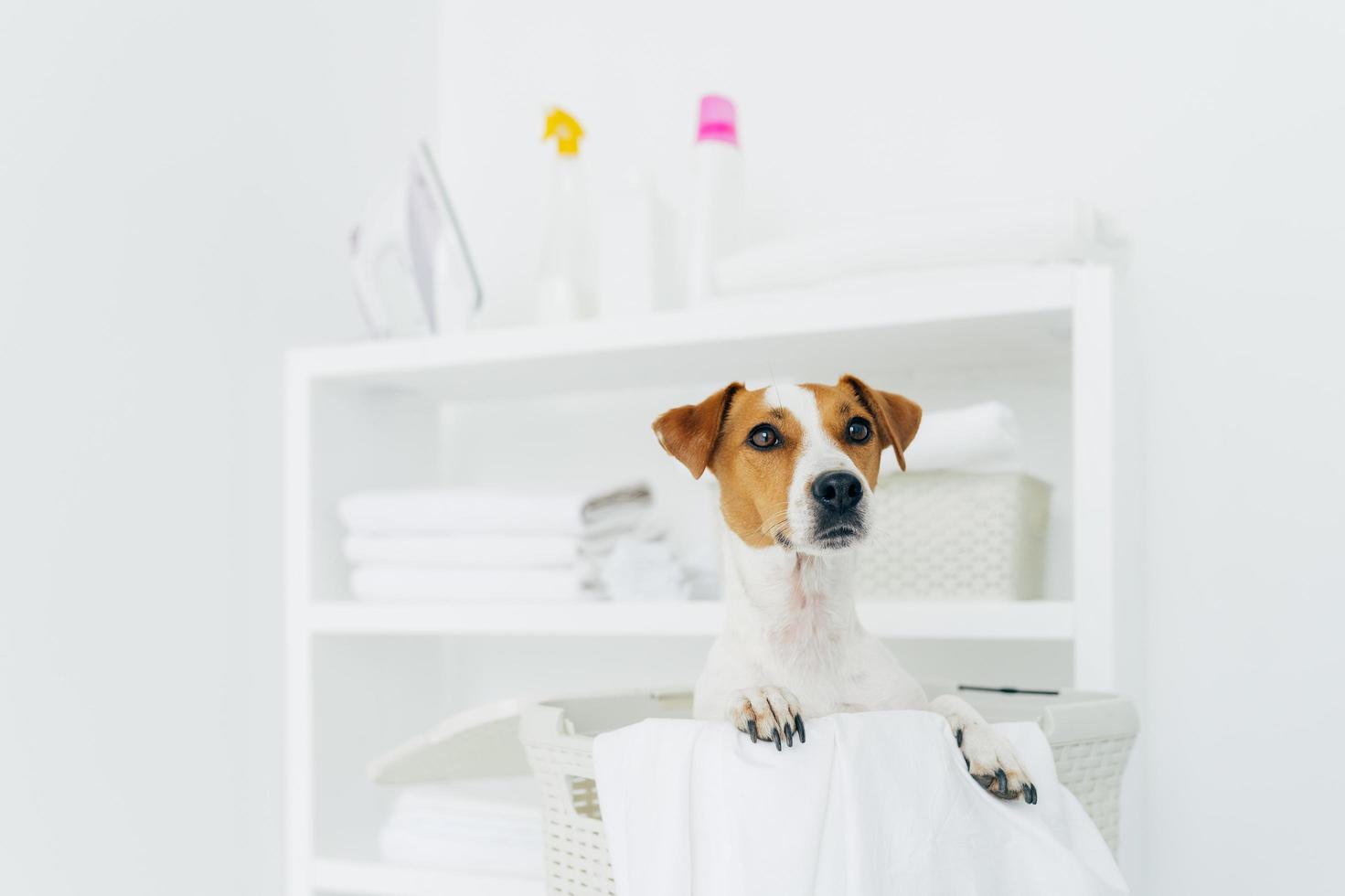 photo intérieure d'un chien de race dans un panier à linge avec des draps blancs dans la salle de bain, une console avec des serviettes pliées, du fer et des détergents en arrière-plan