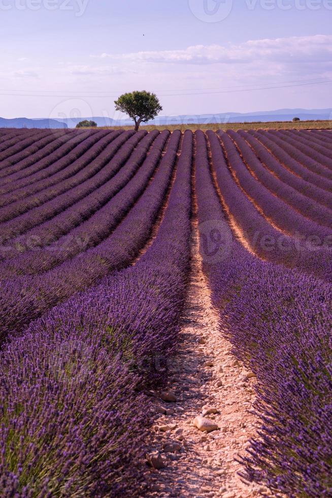 champ de fleurs de lavande violette avec arbre solitaire photo