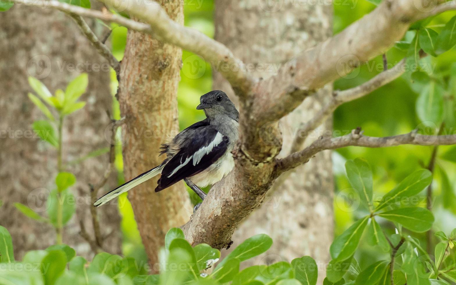 Oriental pie robin sur branche d'arbre photo