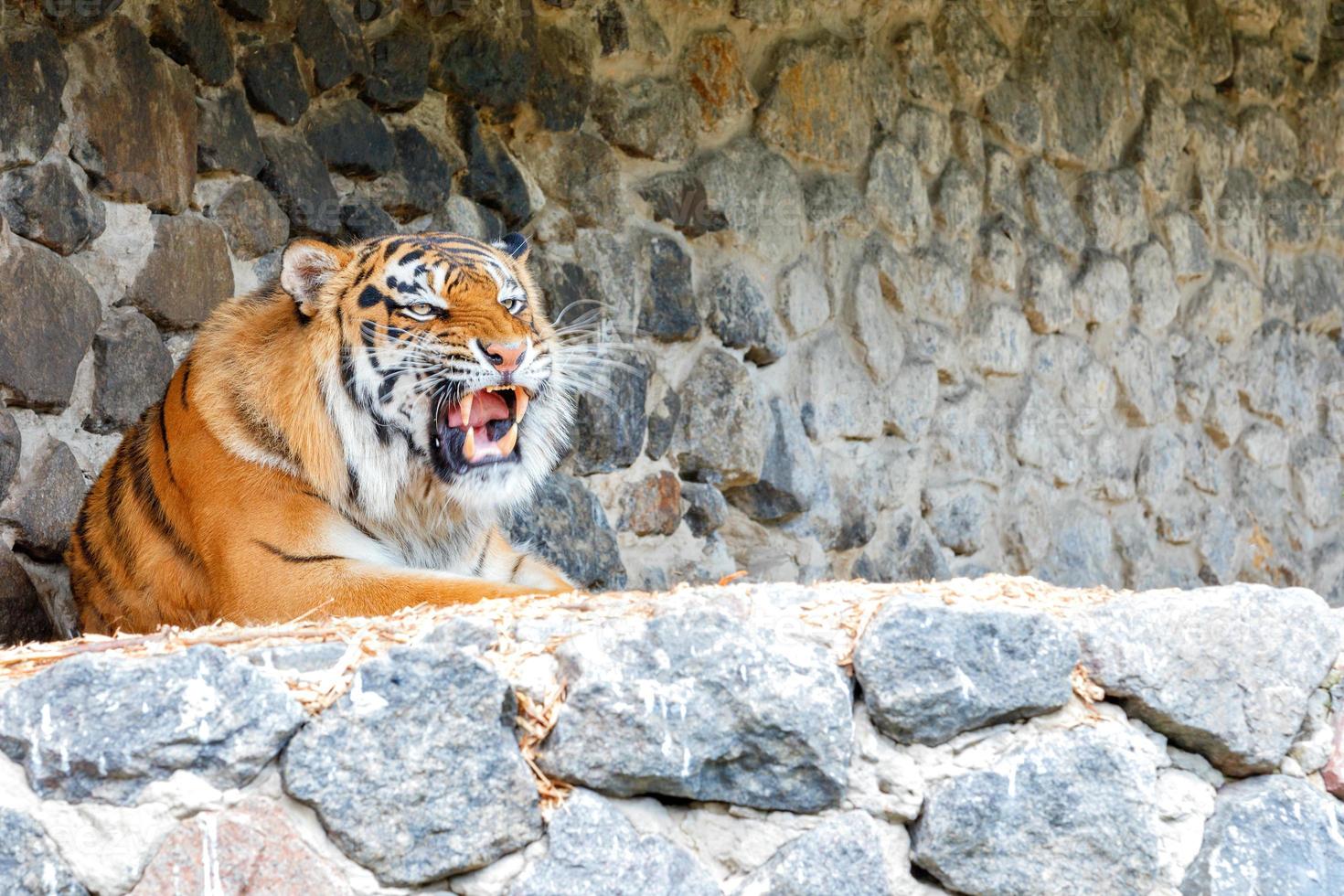 un tigre orange rayé se trouve près d'un mur de pierre avec un formidable sourire. photo