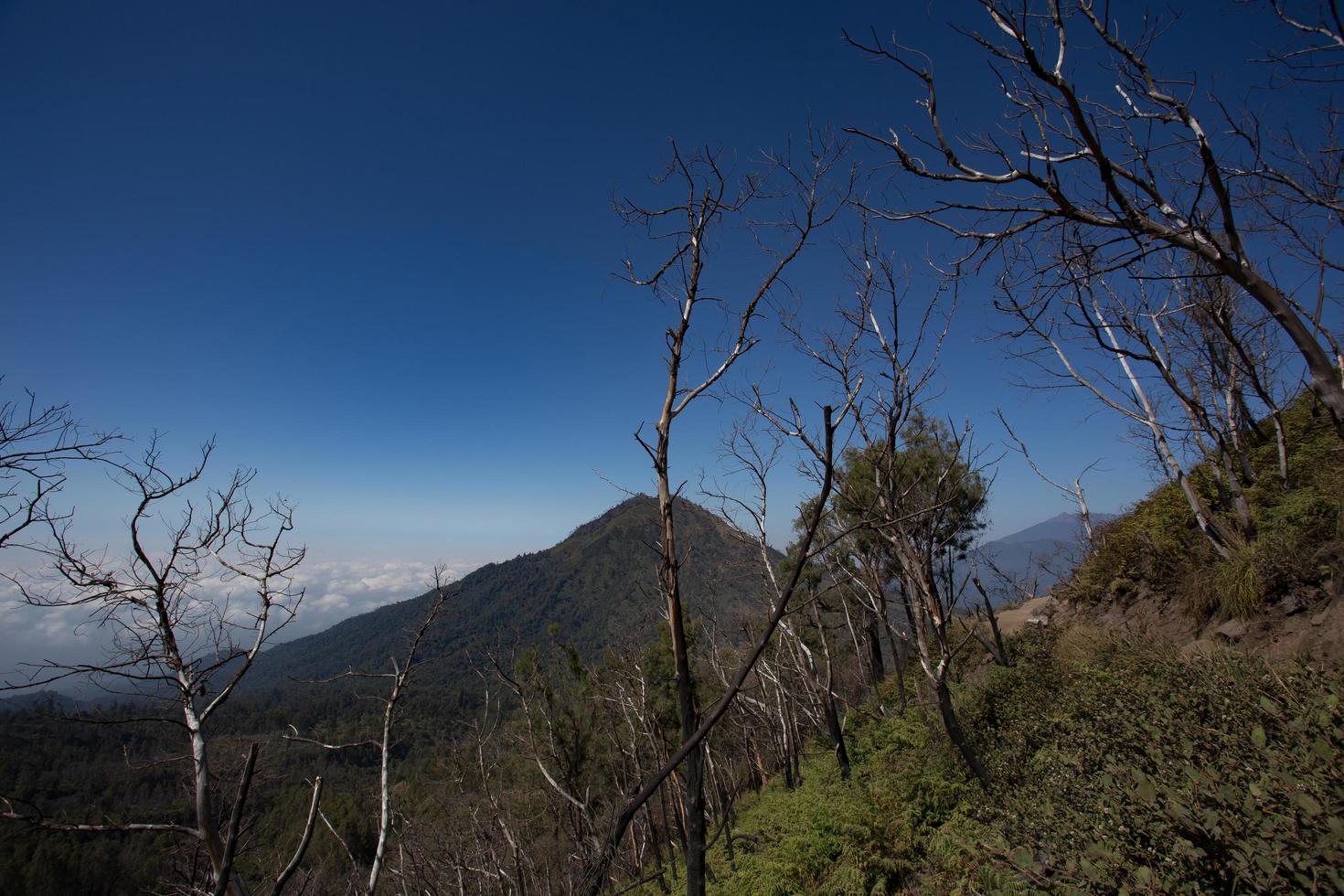 arbre mort de haute altitude sur le chemin du cratère de kawah ijen, indonésie photo