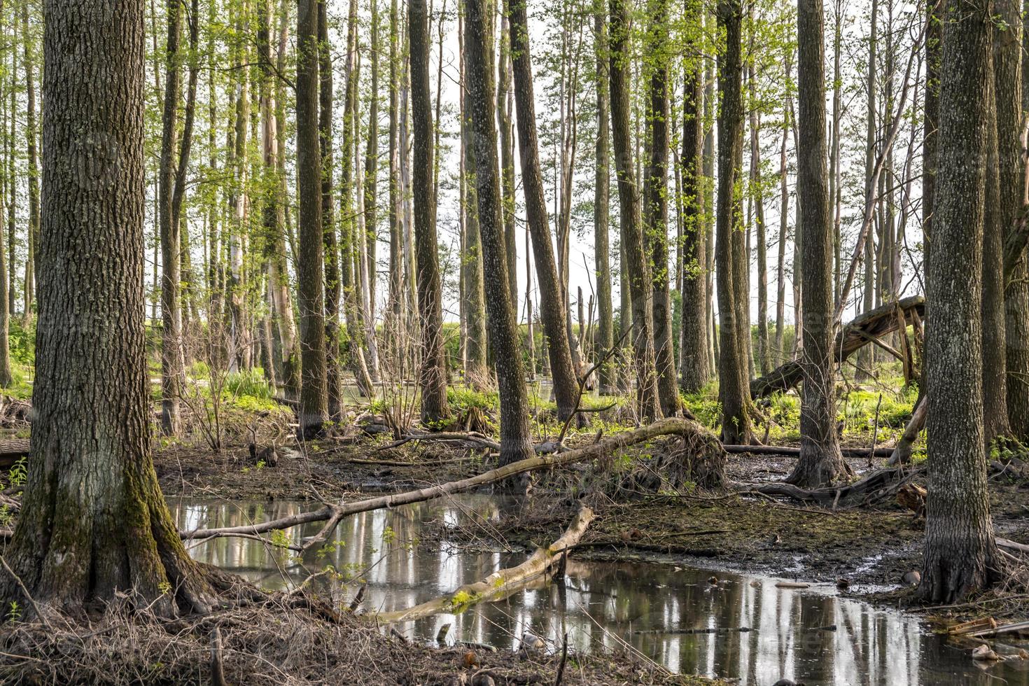 forêt de grands arbres dans l'eau du marais photo