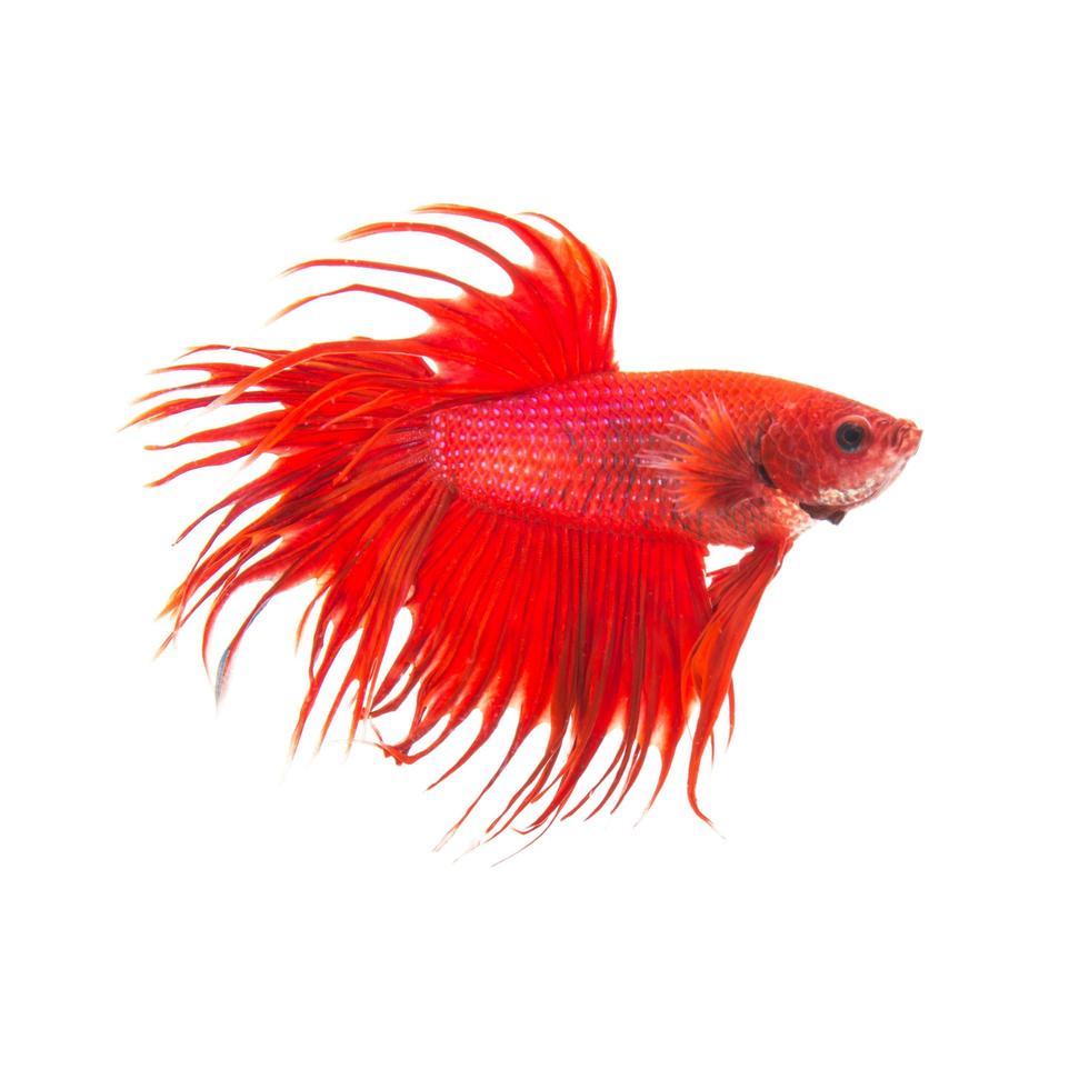 Poisson de combat siamois rouge orange, betta splendens isolé sur fond blanc photo