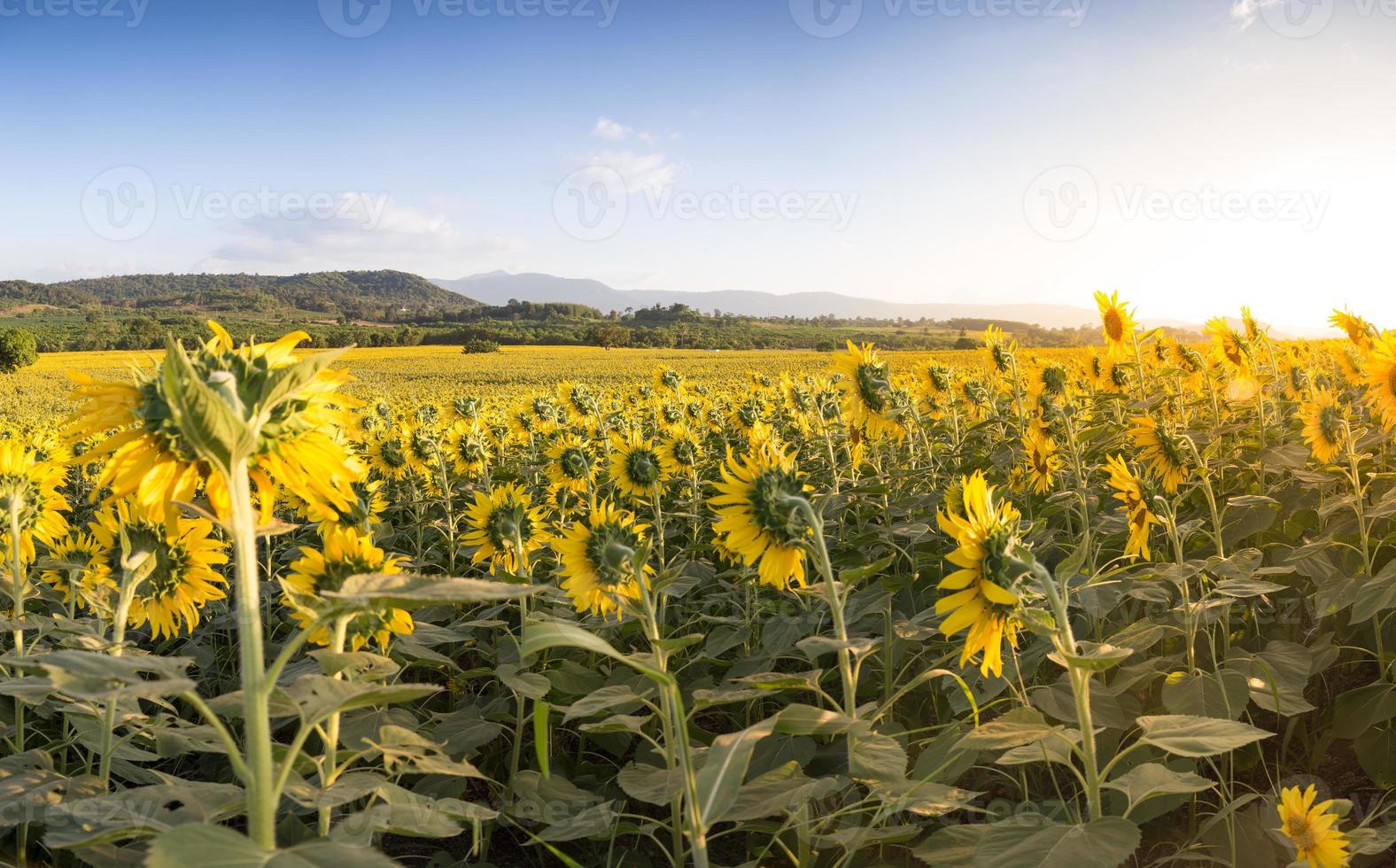 champ de tournesols en fleurs sur fond de lumière chaude photo