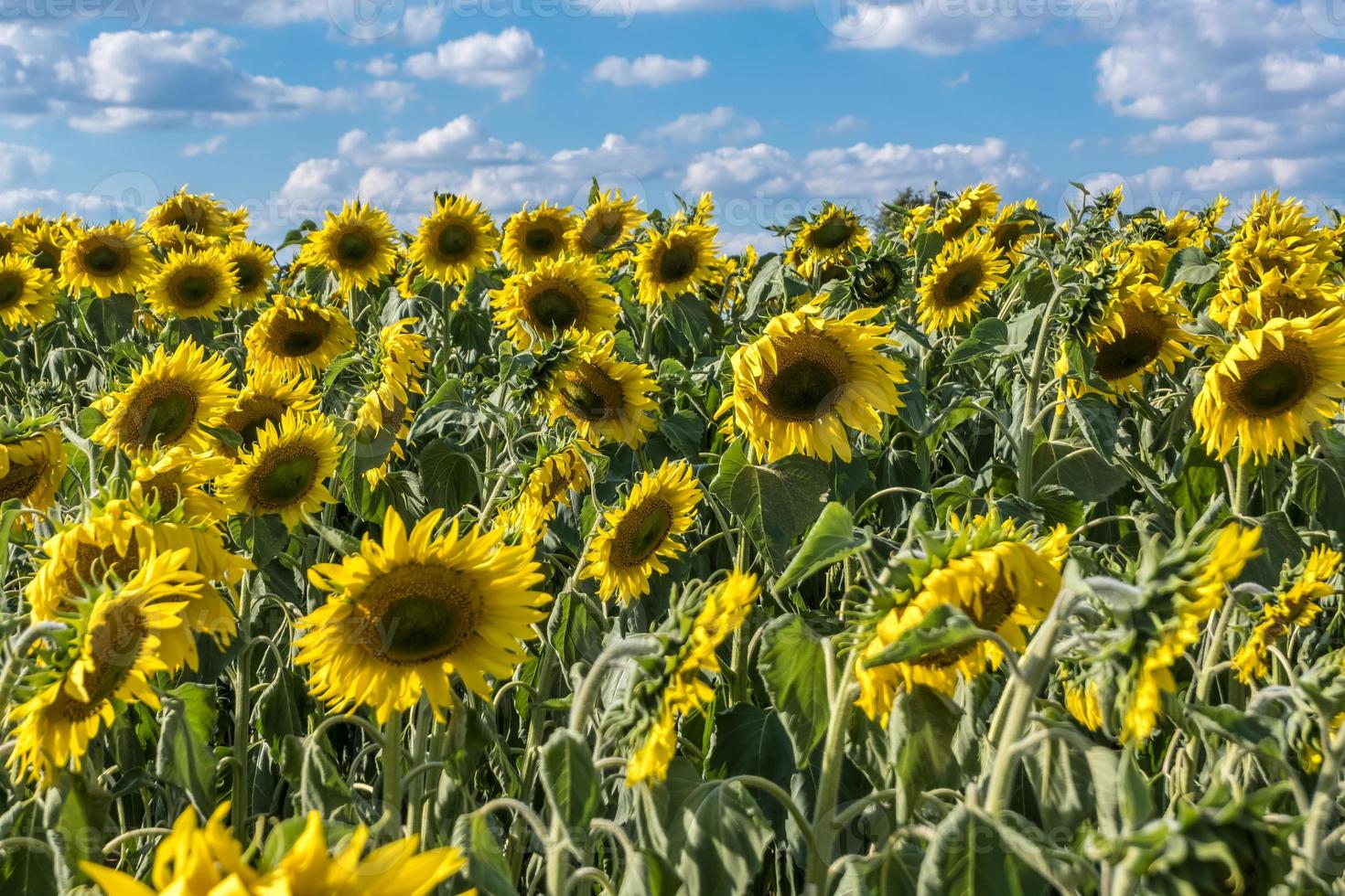 tournesols jaune vif en pleine floraison dans le jardin pour l'huile améliore la santé de la peau et favorise la régénération cellulaire photo