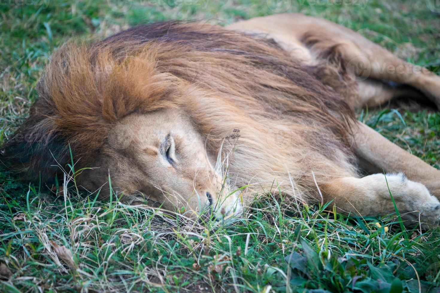 lion dans l'herbe photo