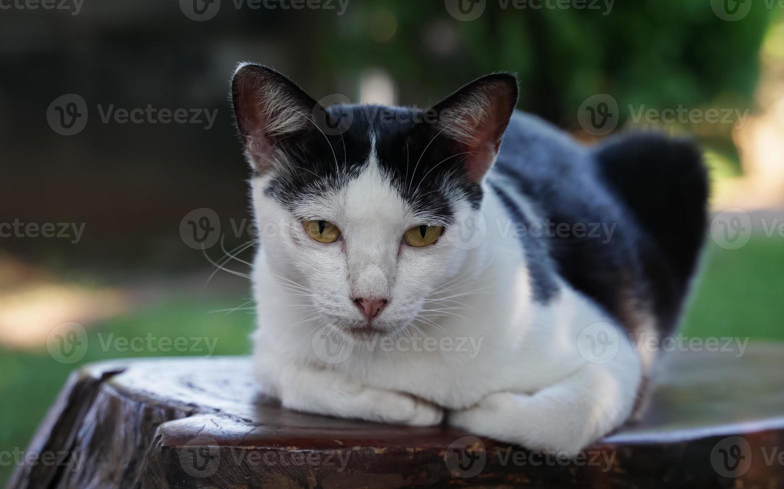 un chat noir et blanc attendant que son maître rentre à la maison. photo