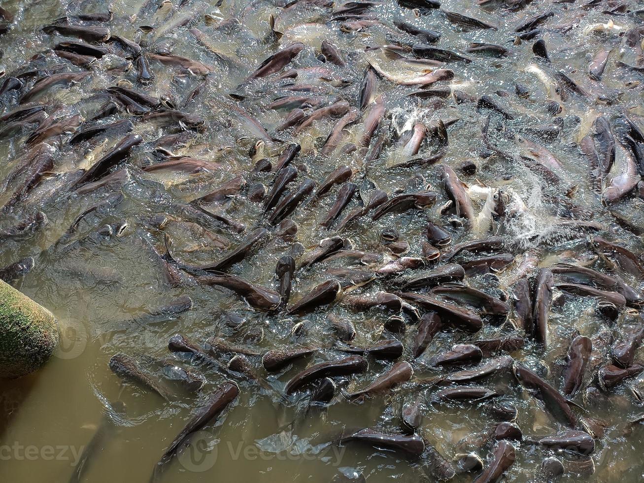 Les poissons nagent dans l'environnement de la rivière aucun peuple photographie image couleur photo