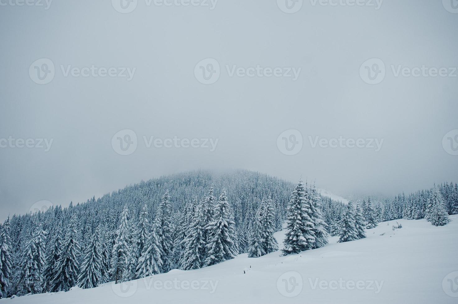 pins couverts de neige sur la montagne chomiak. beaux paysages d'hiver des carpates, ukraine. nature givrée majestueuse. photo