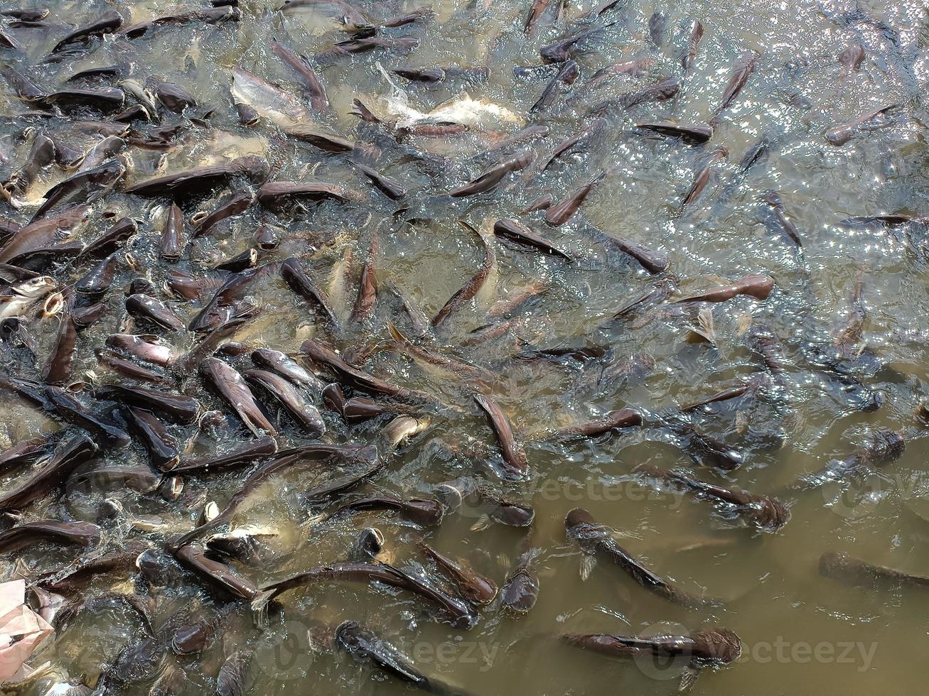 Les poissons nagent dans l'environnement de la rivière aucun peuple photographie image couleur photo