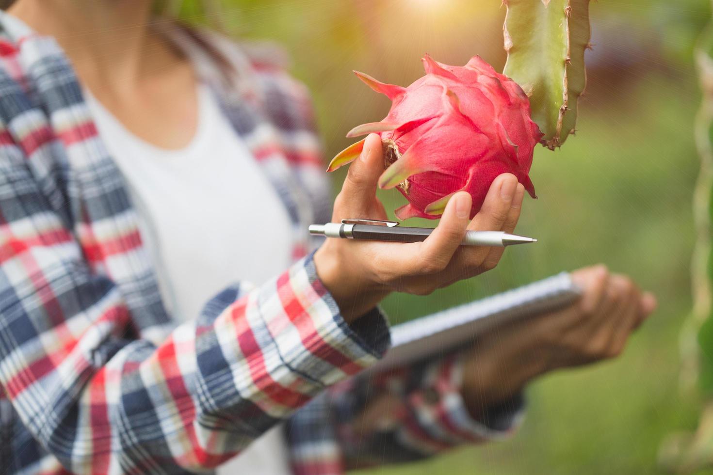 de jeunes agriculteurs enquêtent et recherchent que la maladie du fruit du dragon est sur le point de mûrir. photo