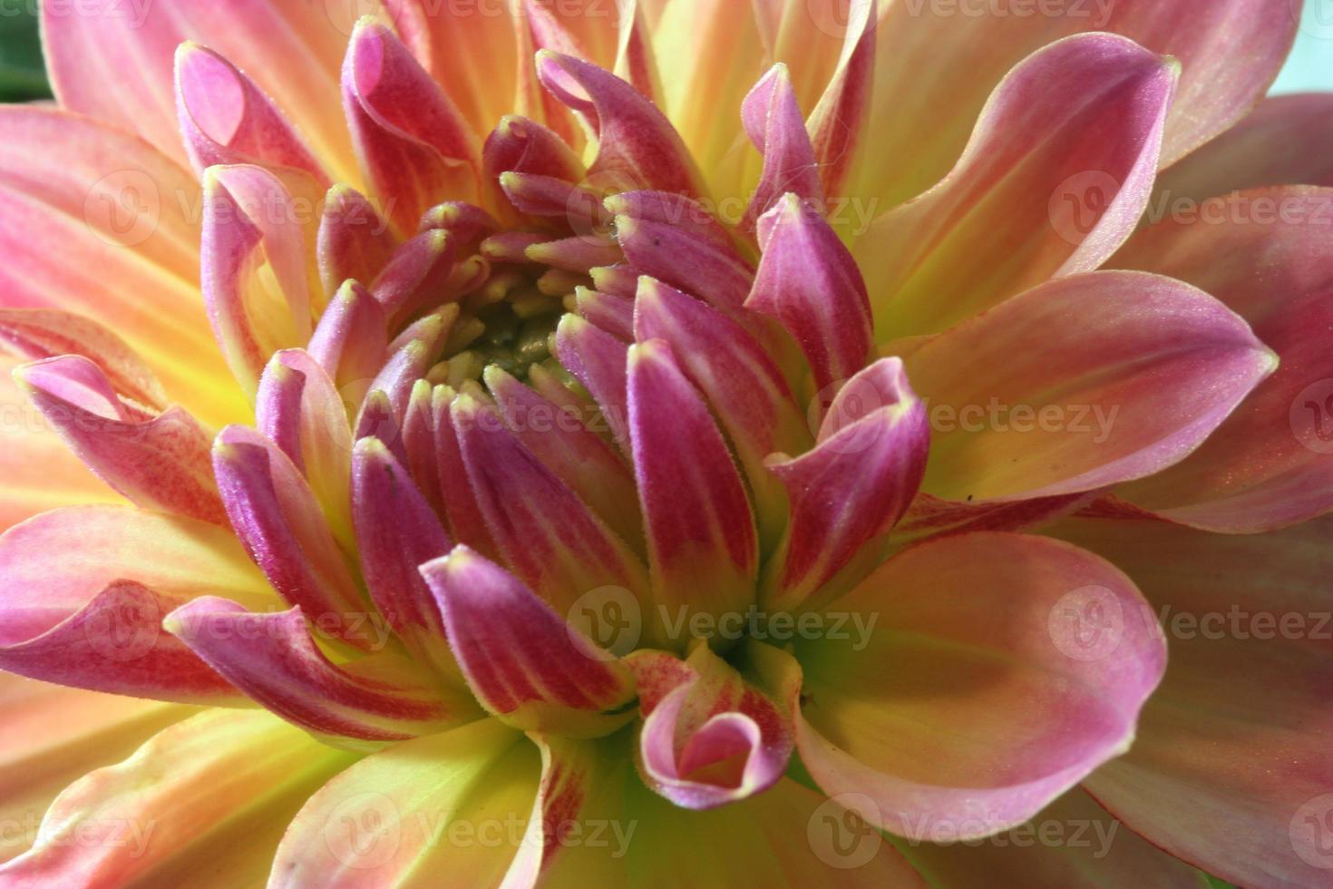 un dahlia rose et jaune photo