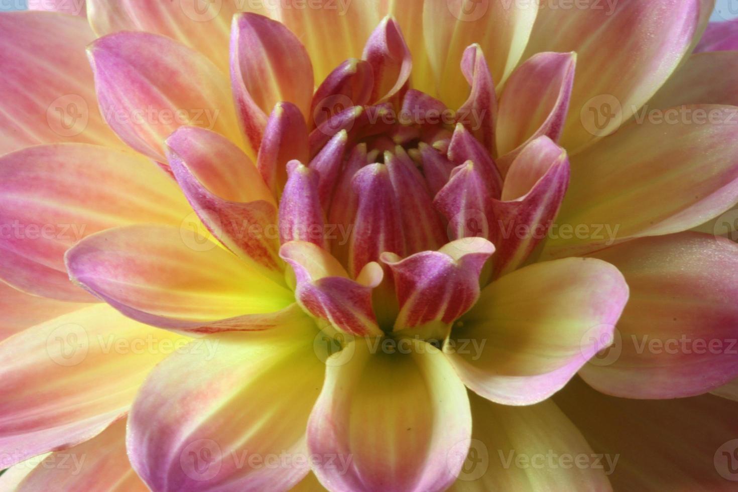 une photo macro d'un dahlia