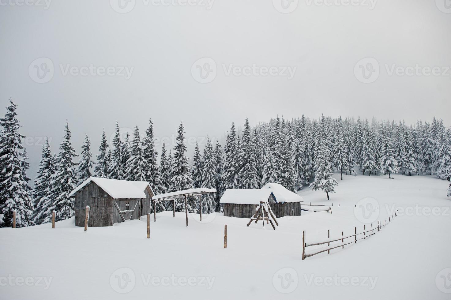 pins couverts de neige avec maison en bois sur la montagne chomiak. beaux paysages d'hiver des montagnes des carpates, ukraine. nature givrée. photo